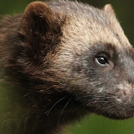 Palonius15 Palonius15